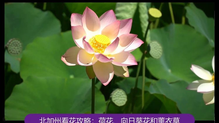 花呗如何正确提额