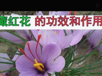花呗可以提现到银行卡吗？深度解析其资金流向与限制