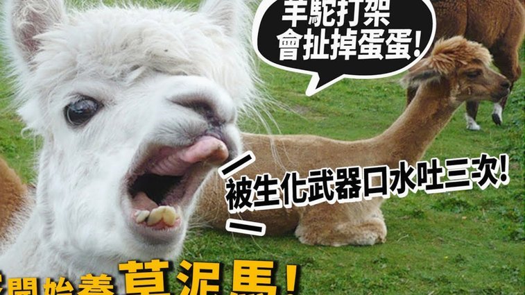 羊小咩购物额度怎么涨得快？