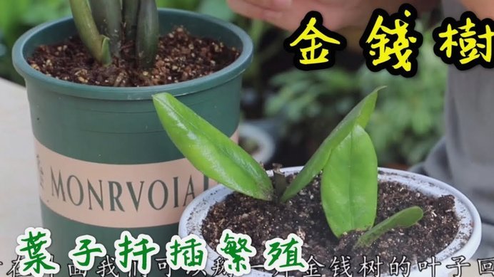 携程“拿去花”变现指南