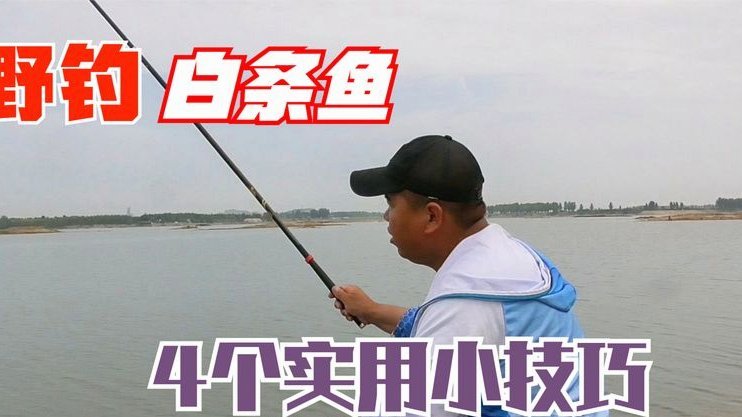 白条钓鱼技巧：快速诱鱼多收获