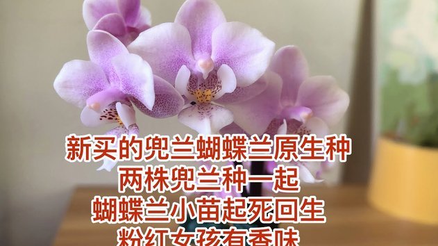 携程为何用花呗支付突然失败了？