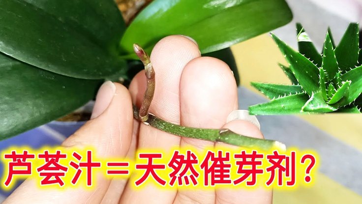 携程拿去花套出来