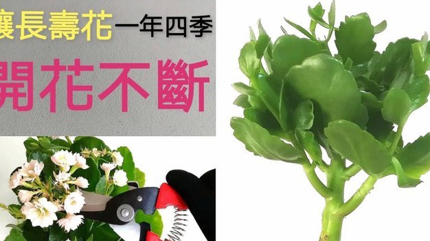 怎么套花呗不被系统发现?
