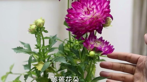 携程拿去花怎么看额度