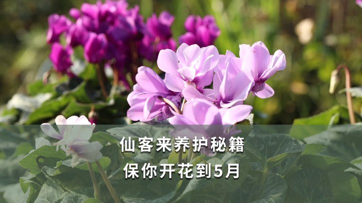 花呗套现实用技巧