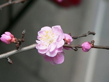 怎么去套花呗