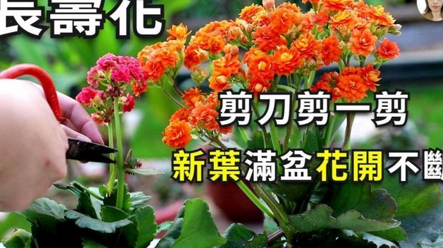 花呗怎么样提取现金
