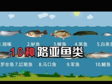 白条鱼怎么钓才能钓到大鱼
