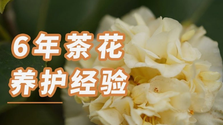 花呗无法使用？原因及解决方法